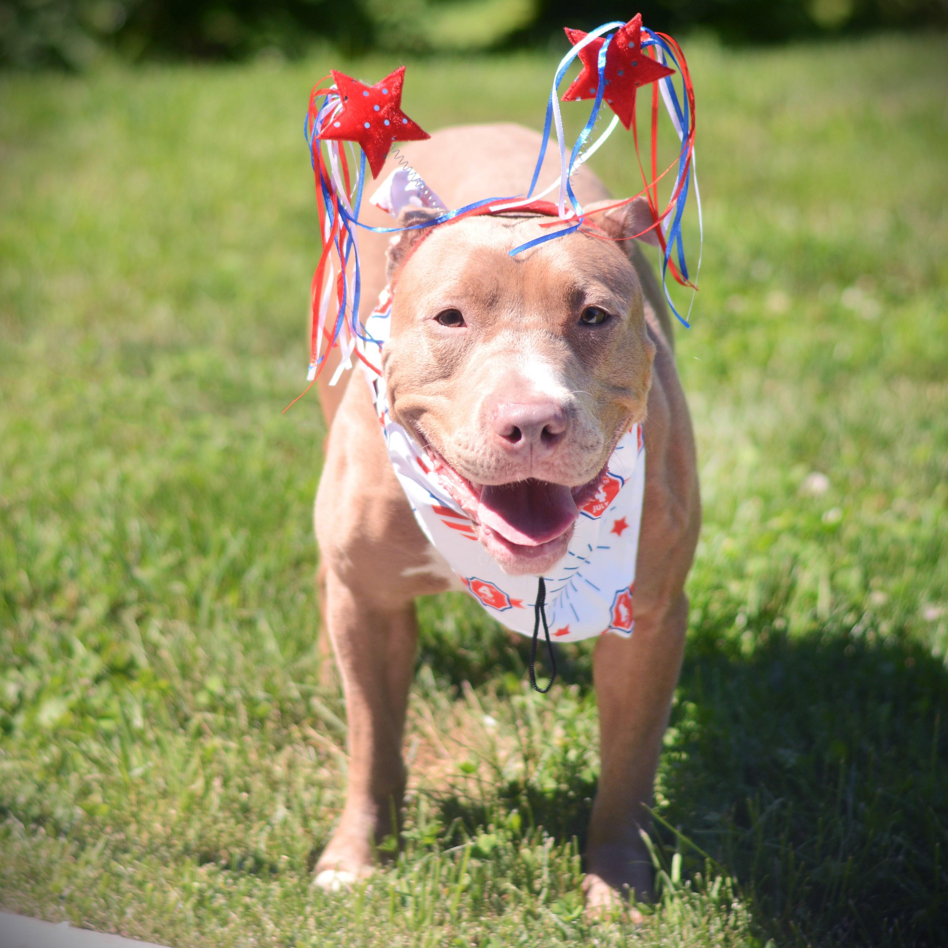 Hennessey, an adoptable mixed breed in Amsterdam, NY image 1/3