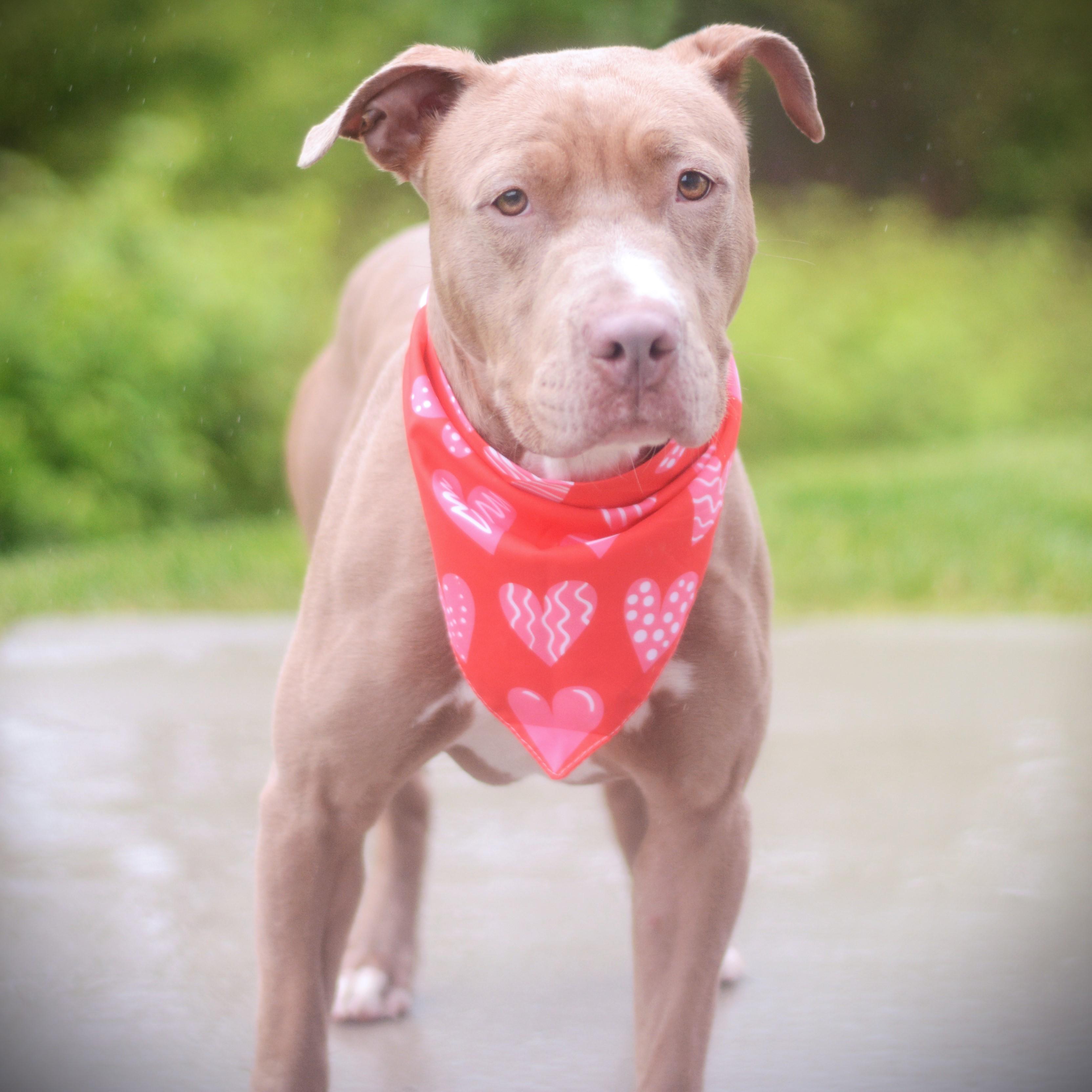 Enlarge Hennessey, an adoptable mixed breed in Amsterdam, NY image 2/2