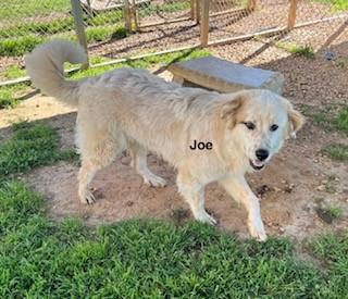 Joe (GREAT Family Dog), a ADOPTABLE mixed breed in Newfoundland, PA image 5/5
