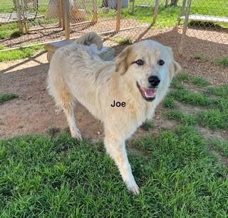 Joe (GREAT Family Dog), a ADOPTABLE mixed breed in Newfoundland, PA image 3/5