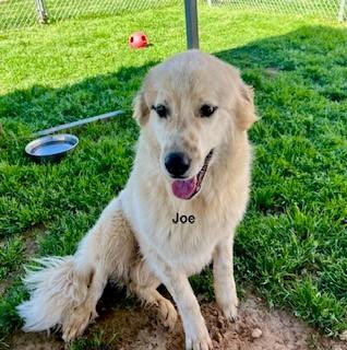 Joe (GREAT Family Dog), a ADOPTABLE mixed breed in Newfoundland, PA image 2/5