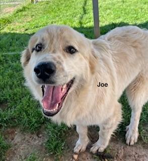Joe (GREAT Family Dog), a ADOPTABLE mixed breed in Newfoundland, PA image 4/5