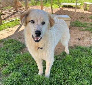 Joe (GREAT Family Dog), ADOPTABLE, Young Male Golden Retriever & Great Pyrenees.