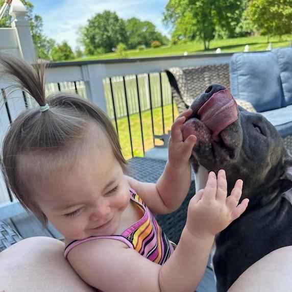 Pico, Adoptable, Adult Male American Staffordshire Terrier.