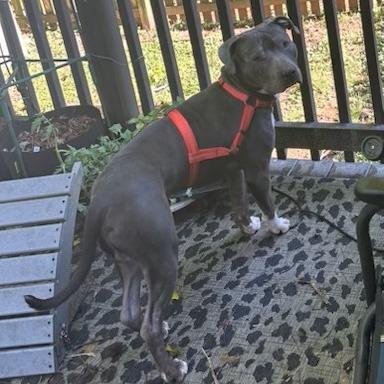 Enlarge Pico, a Adoptable American Staffordshire Terrier in Raleigh, NC image 2/6