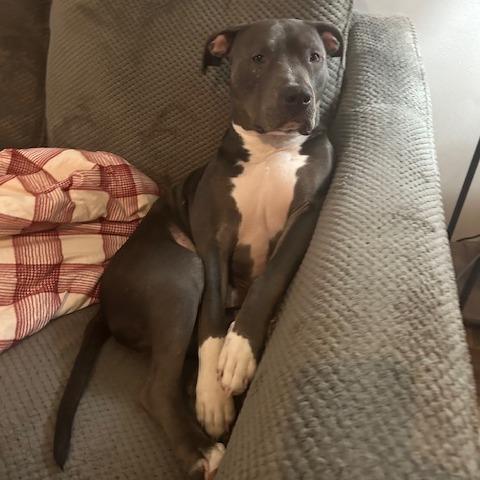 Enlarge Pico, a Adoptable American Staffordshire Terrier in Raleigh, NC image 2/6