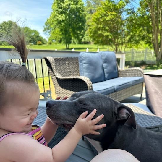 Enlarge Pico, a Adoptable American Staffordshire Terrier in Raleigh, NC image 3/6