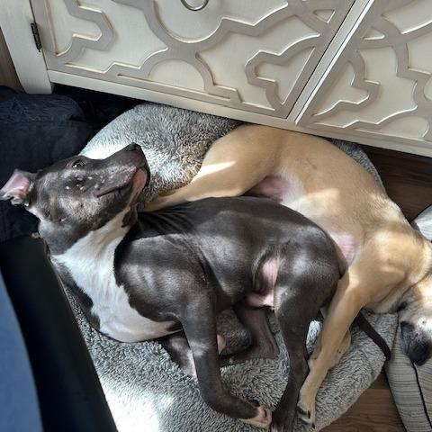 Enlarge Pico, a Adoptable American Staffordshire Terrier in Raleigh, NC image 4/6