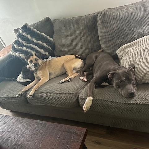 Enlarge Pico, a Adoptable American Staffordshire Terrier in Raleigh, NC image 5/6