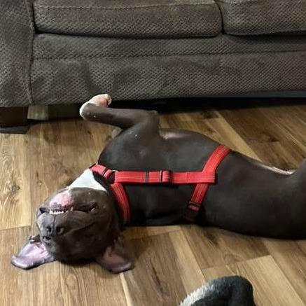 Enlarge Pico, a Adoptable American Staffordshire Terrier in Raleigh, NC image 6/6