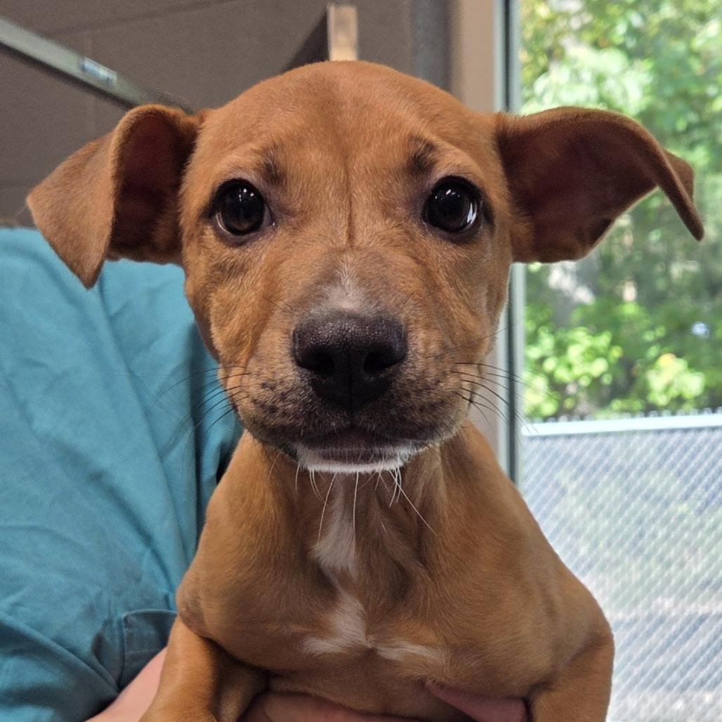 Enlarge Maple, a Adoptable Labrador Retriever in Voorhees, NJ image 1/2