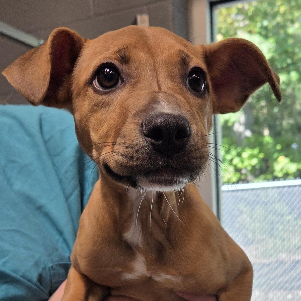 Enlarge Maple, a Adoptable Labrador Retriever in Voorhees, NJ image 2/2