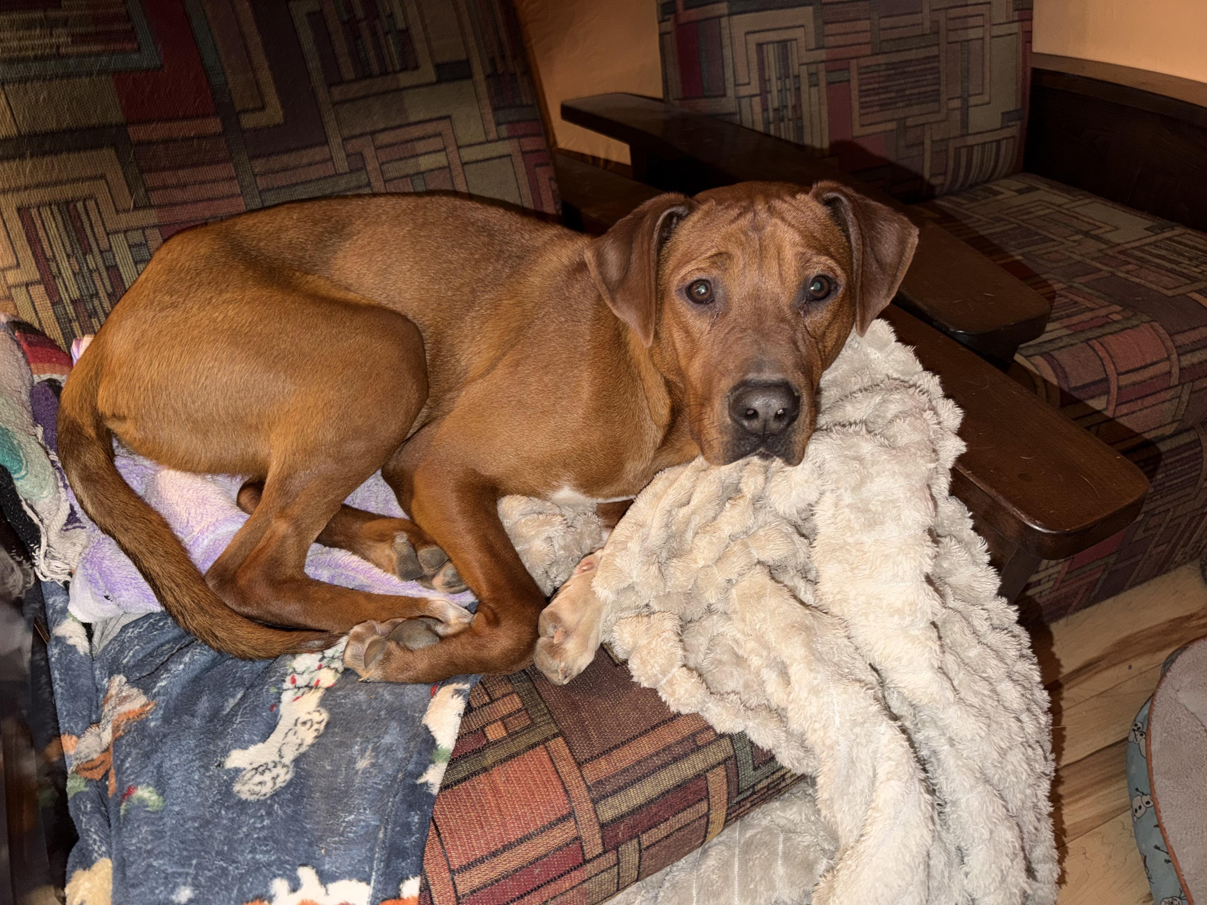 Jim (AKA Milk Dud), ADOPTABLE, Adult Male Labrador Retriever.
