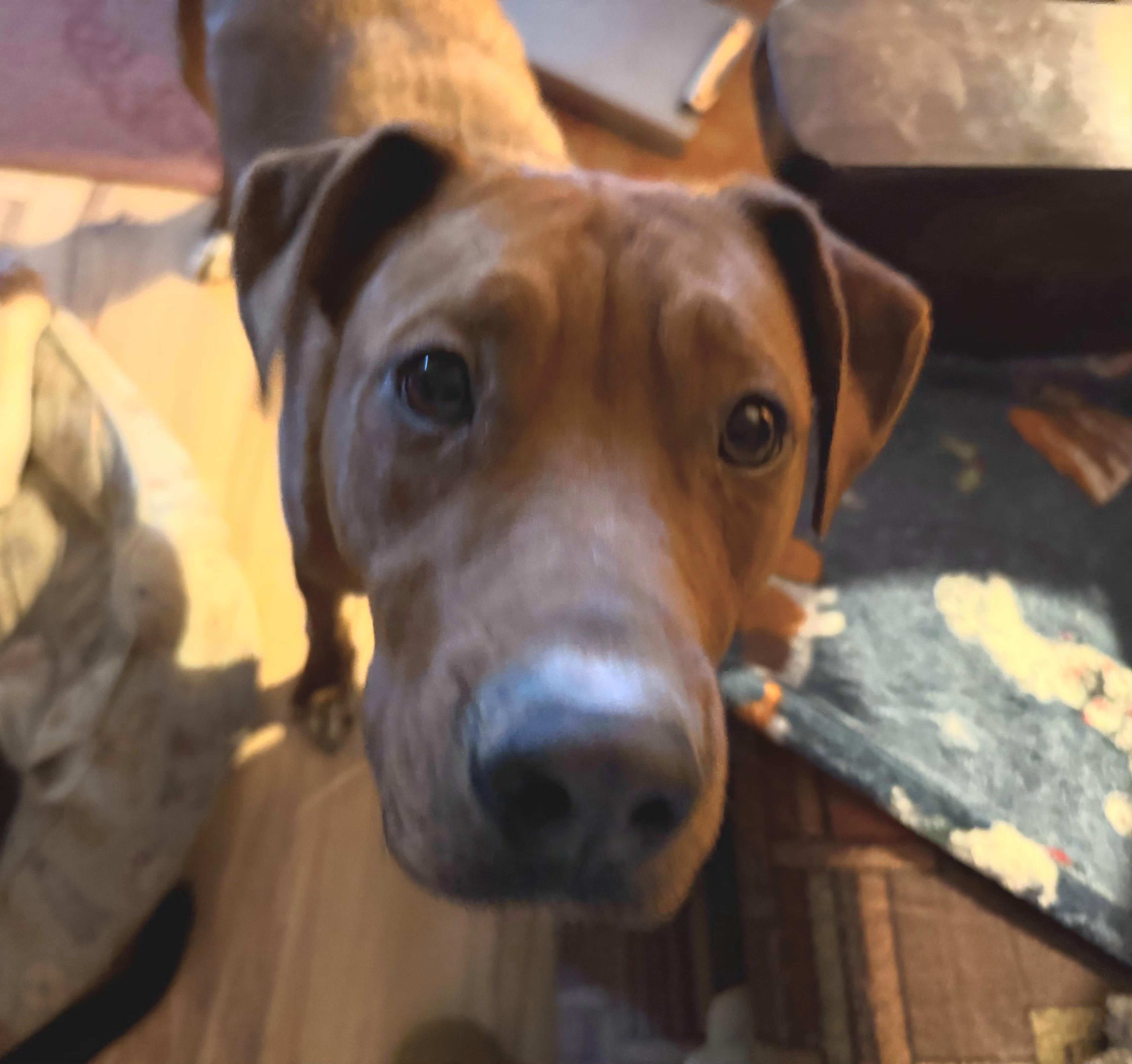Jim (AKA Milk Dud), a ADOPTABLE mixed breed in Bloomsdale, MO image 3/3
