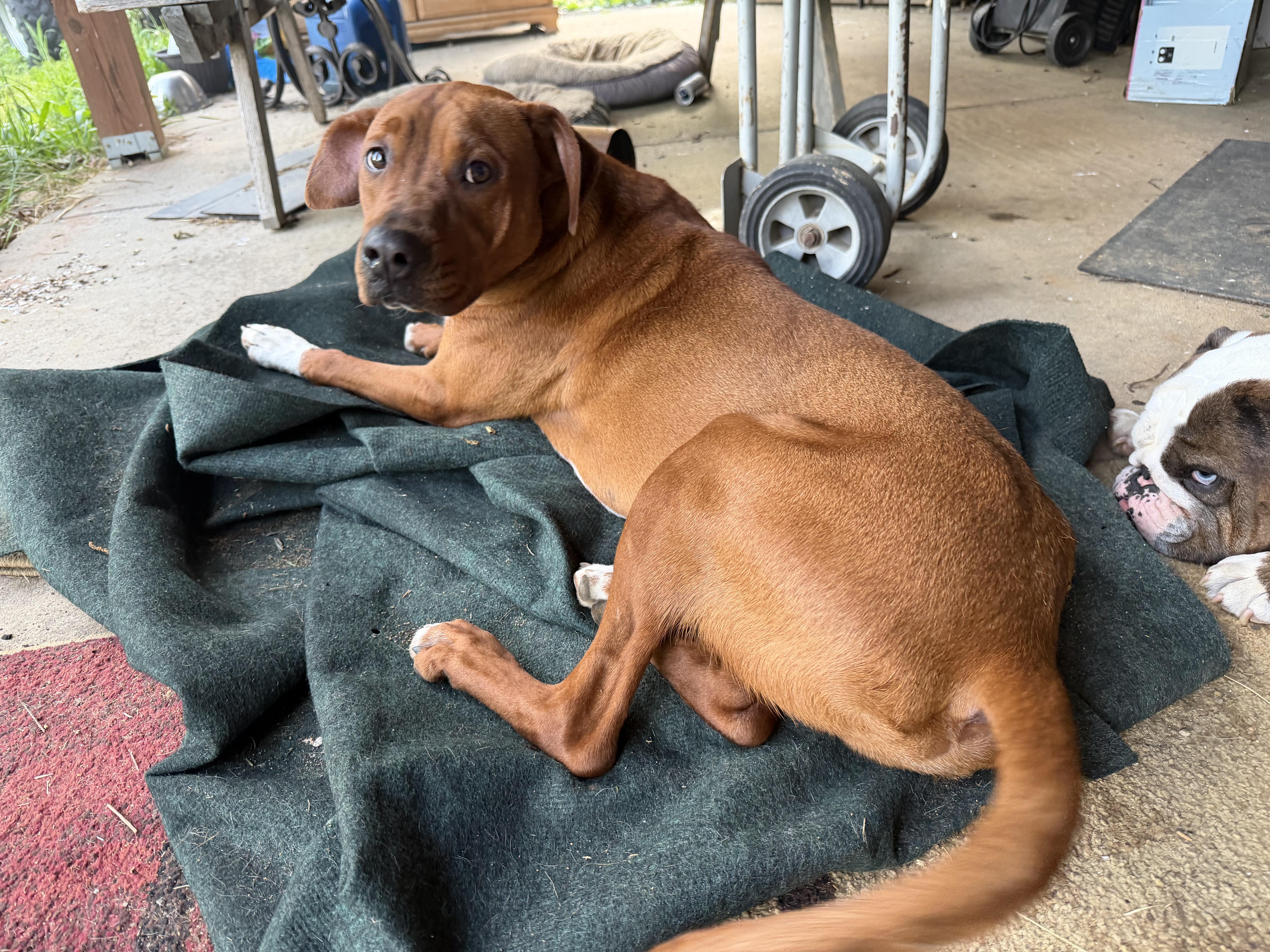 Jim (AKA Milk Dud), a ADOPTABLE mixed breed in Bloomsdale, MO image 2/3
