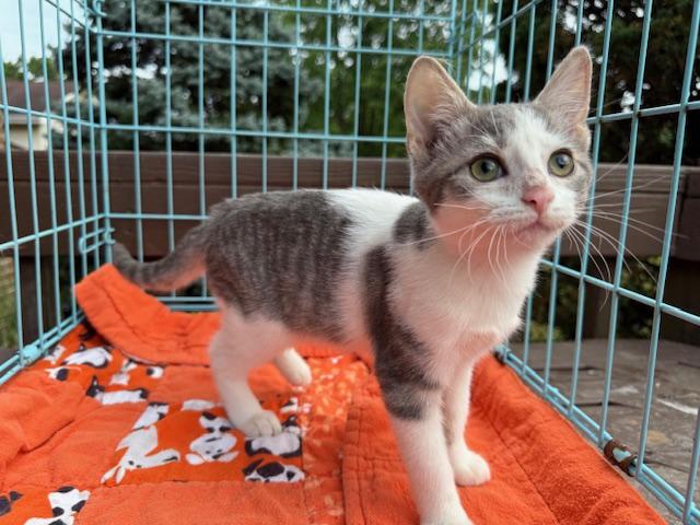 Rascal, Adoptable, Kitten Male Domestic Short Hair.