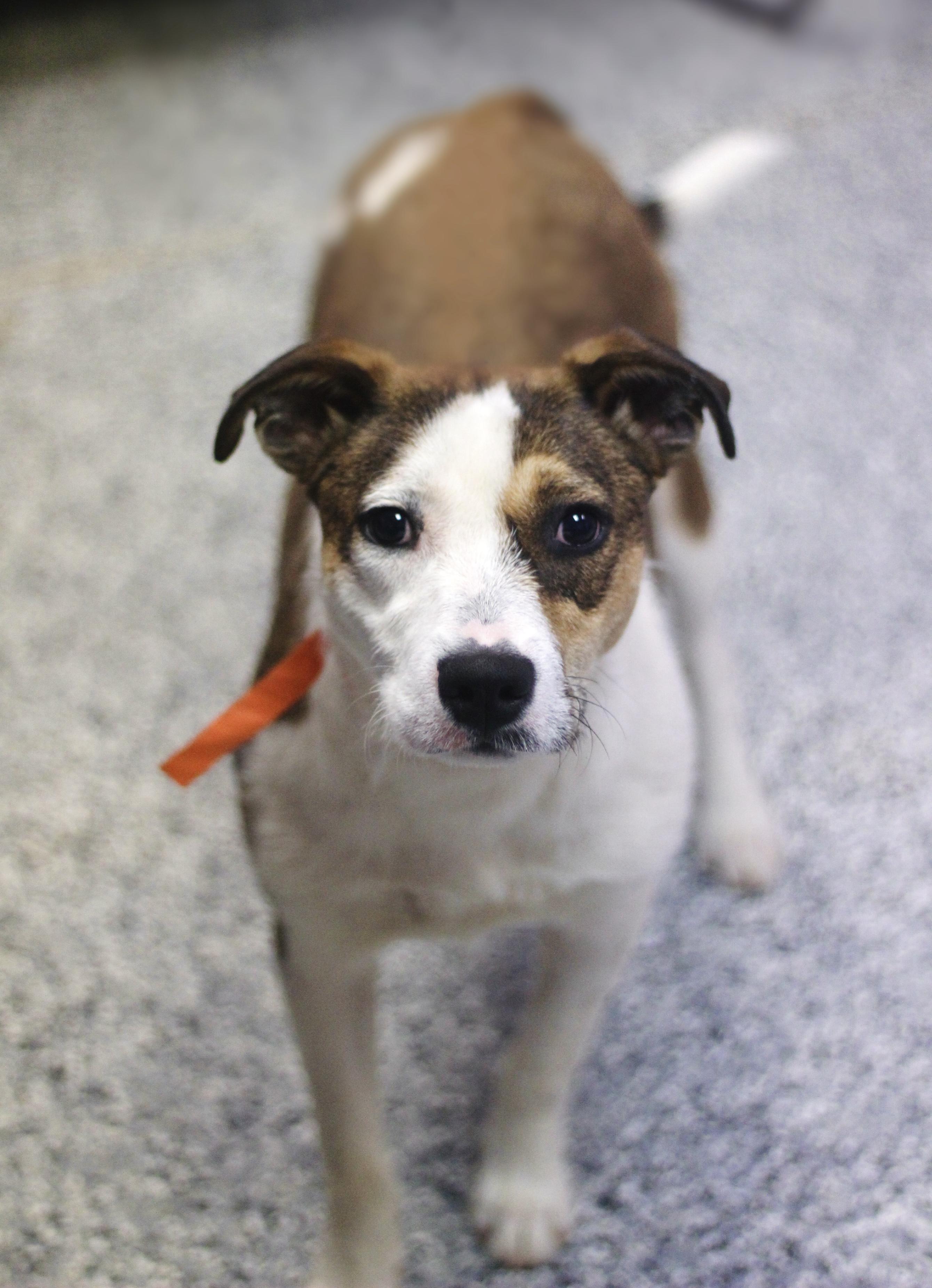 Enlarge Ashtyn in NH! Come Meet our Adoptable Dogs Wednesday-Saturday. More info in Bio!, an adopted mixed breed in Manchester, NH image 2/2