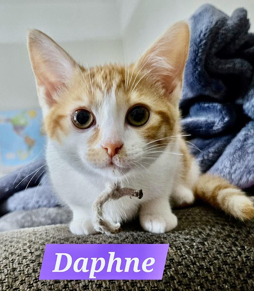 Daphne, a Adoptable Domestic Short Hair in Mooresville, NC image 1/2