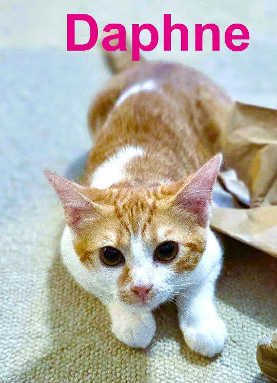Enlarge Daphne, a Adoptable Domestic Short Hair in Mooresville, NC image 2/6