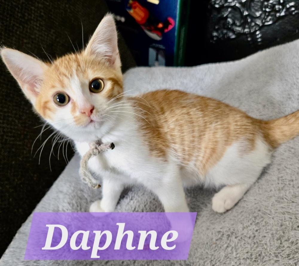 Daphne, a Adoptable Domestic Short Hair in Mooresville, NC image 2/2