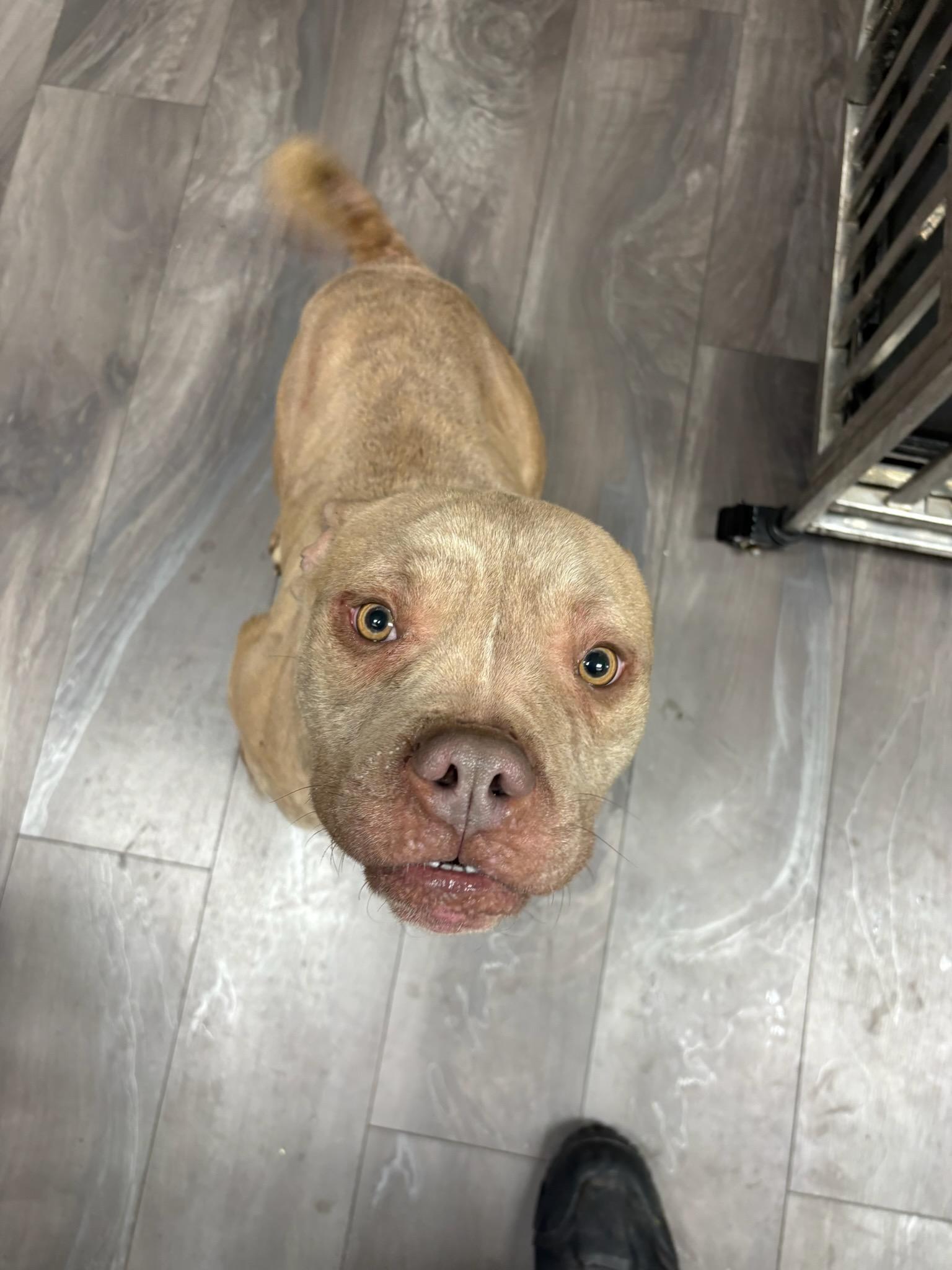  Laquan, ADOPTABLE, Young Male Pit Bull Terrier.