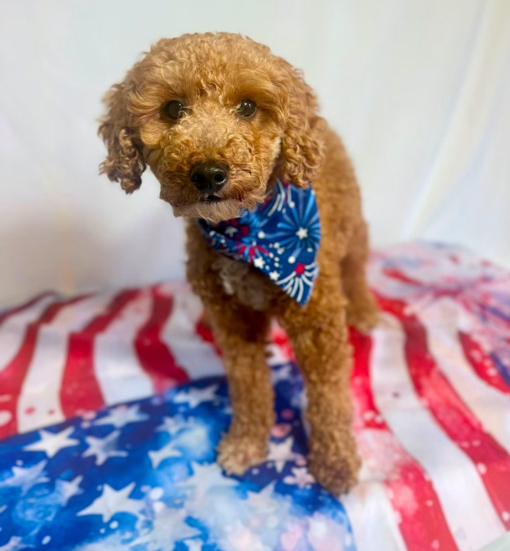 Enlarge Bruno, an adopted Goldendoodle in New Stanton, PA image 1/1