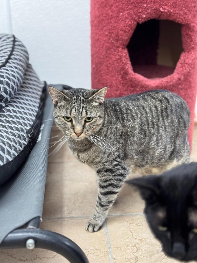 Alessa, a Adopted Domestic Short Hair in Hastings, NE image 1/3