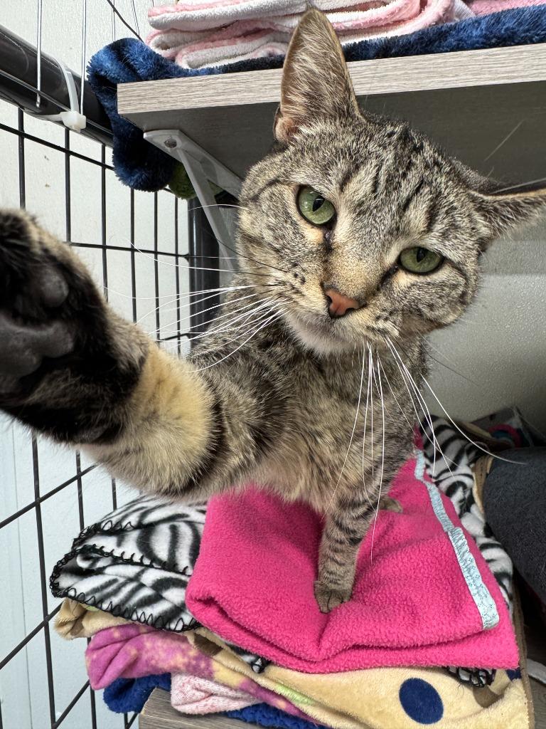 Enlarge Alessa, a Adopted Domestic Short Hair in Hastings, NE image 2/3