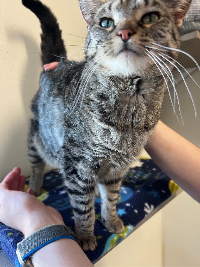 Enlarge Alessa, a Adopted Domestic Short Hair in Hastings, NE image 3/3