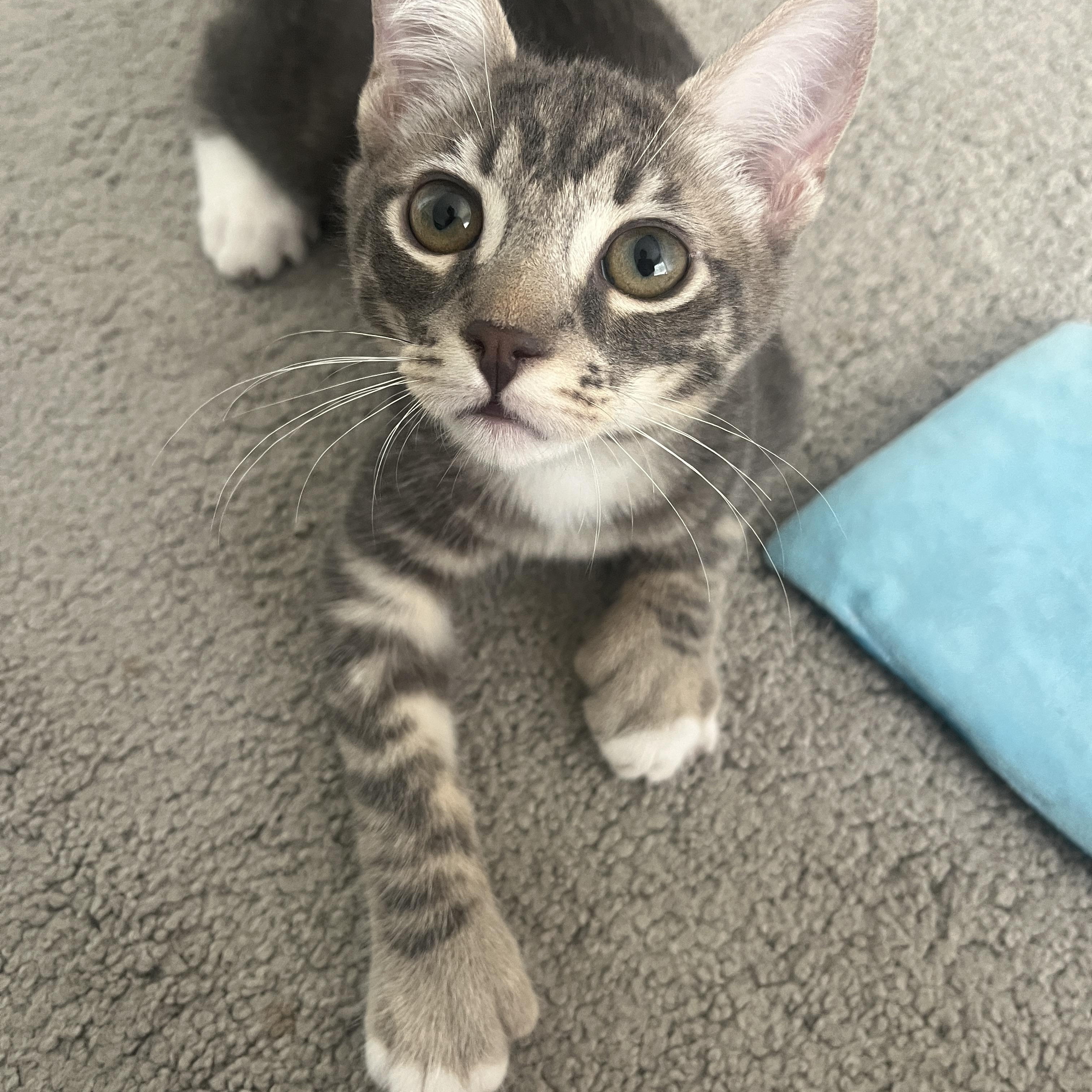 Enlarge Sprout, an adopted Domestic Short Hair in La Quinta, CA image 1/6