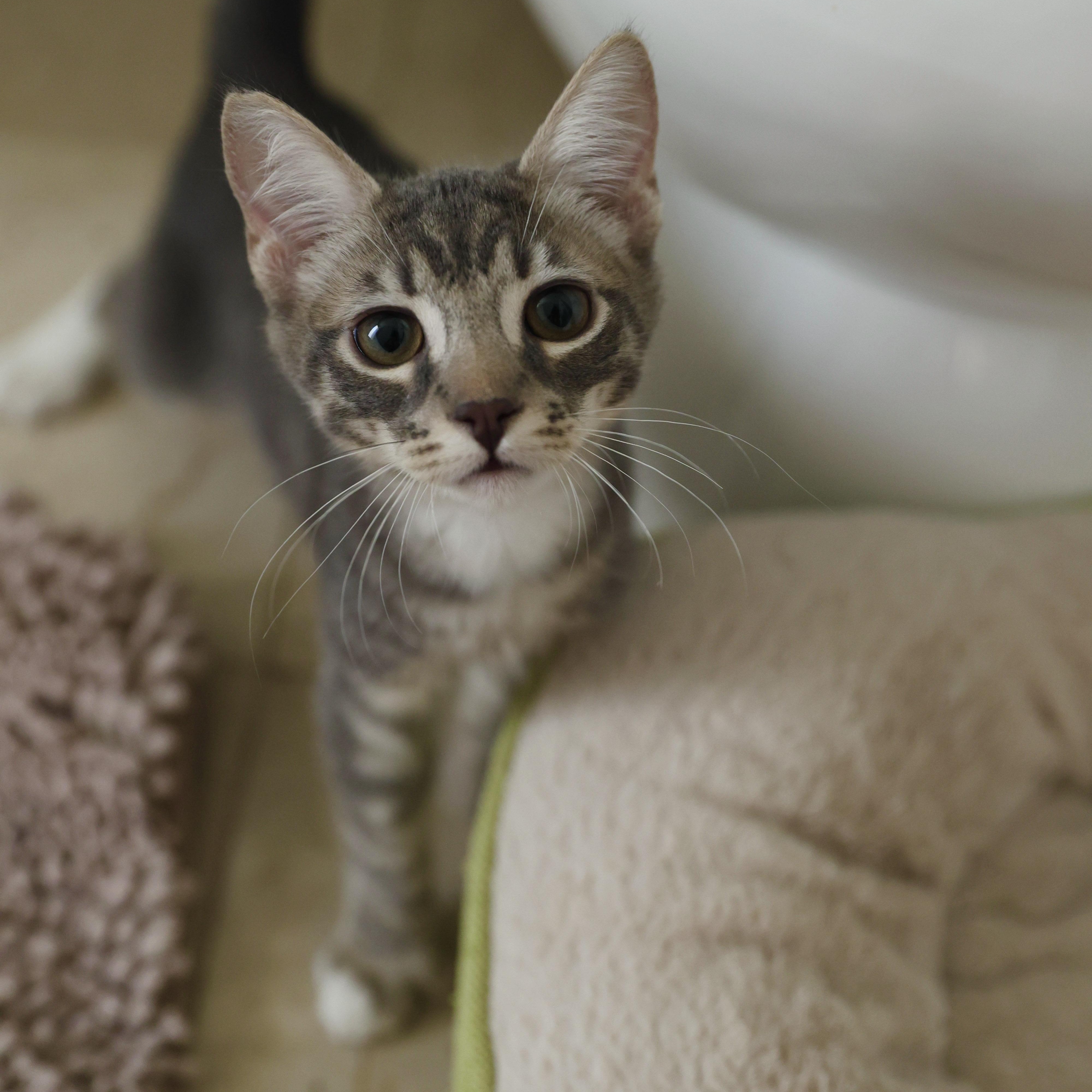 Enlarge Sprout, an adopted Domestic Short Hair in La Quinta, CA image 4/6