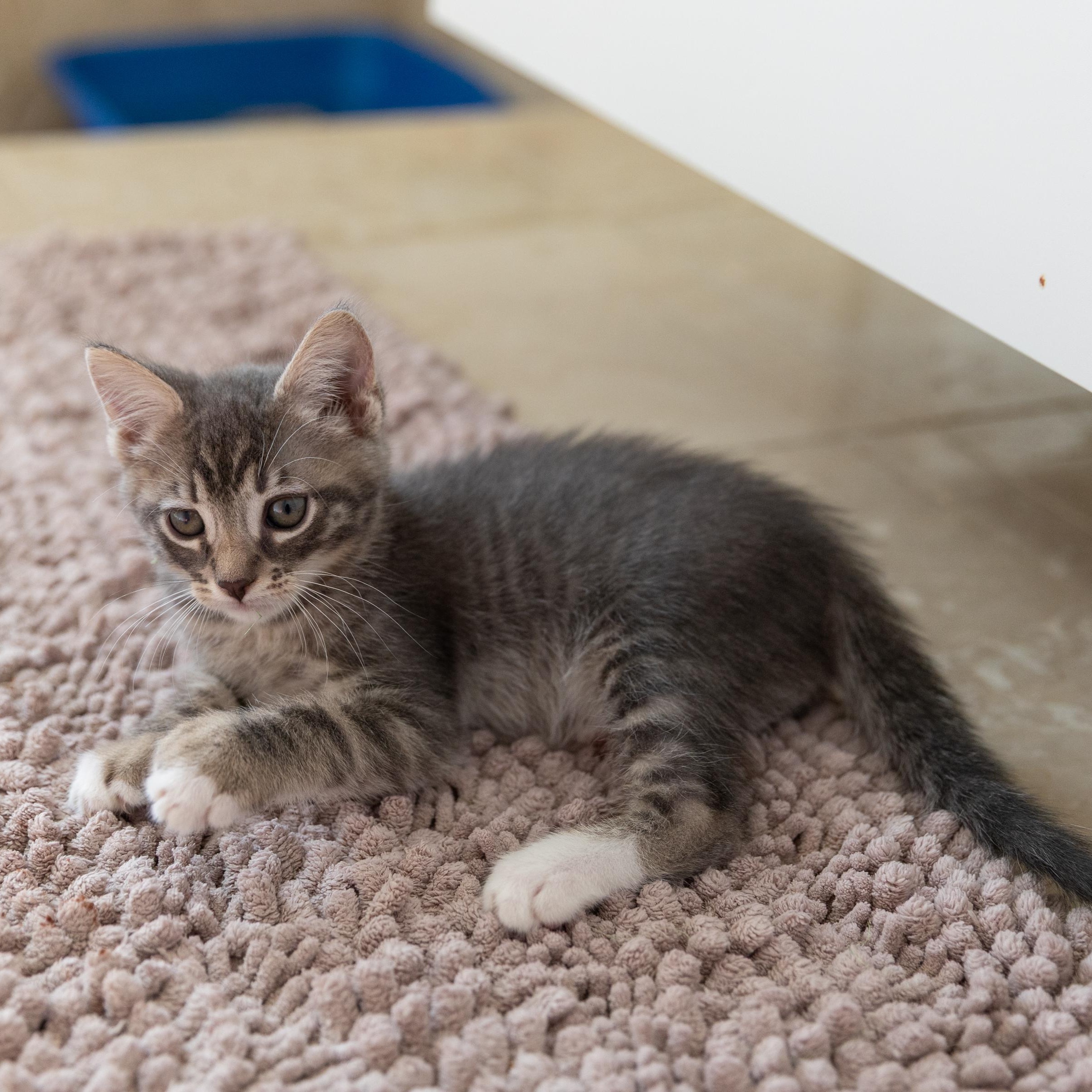 Enlarge Sprout, an adopted Domestic Short Hair in La Quinta, CA image 6/6