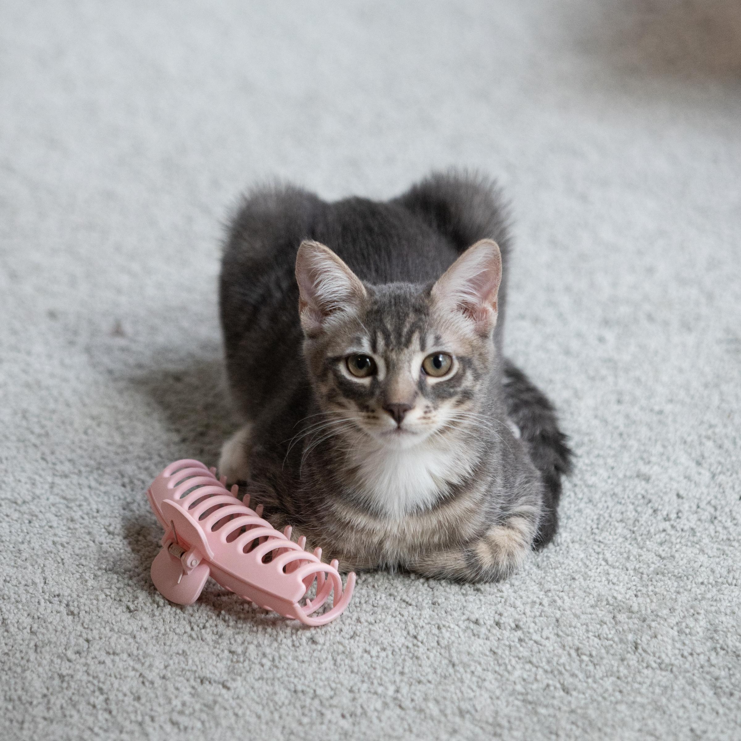 Enlarge Sprout, an adopted Domestic Short Hair in La Quinta, CA image 2/6
