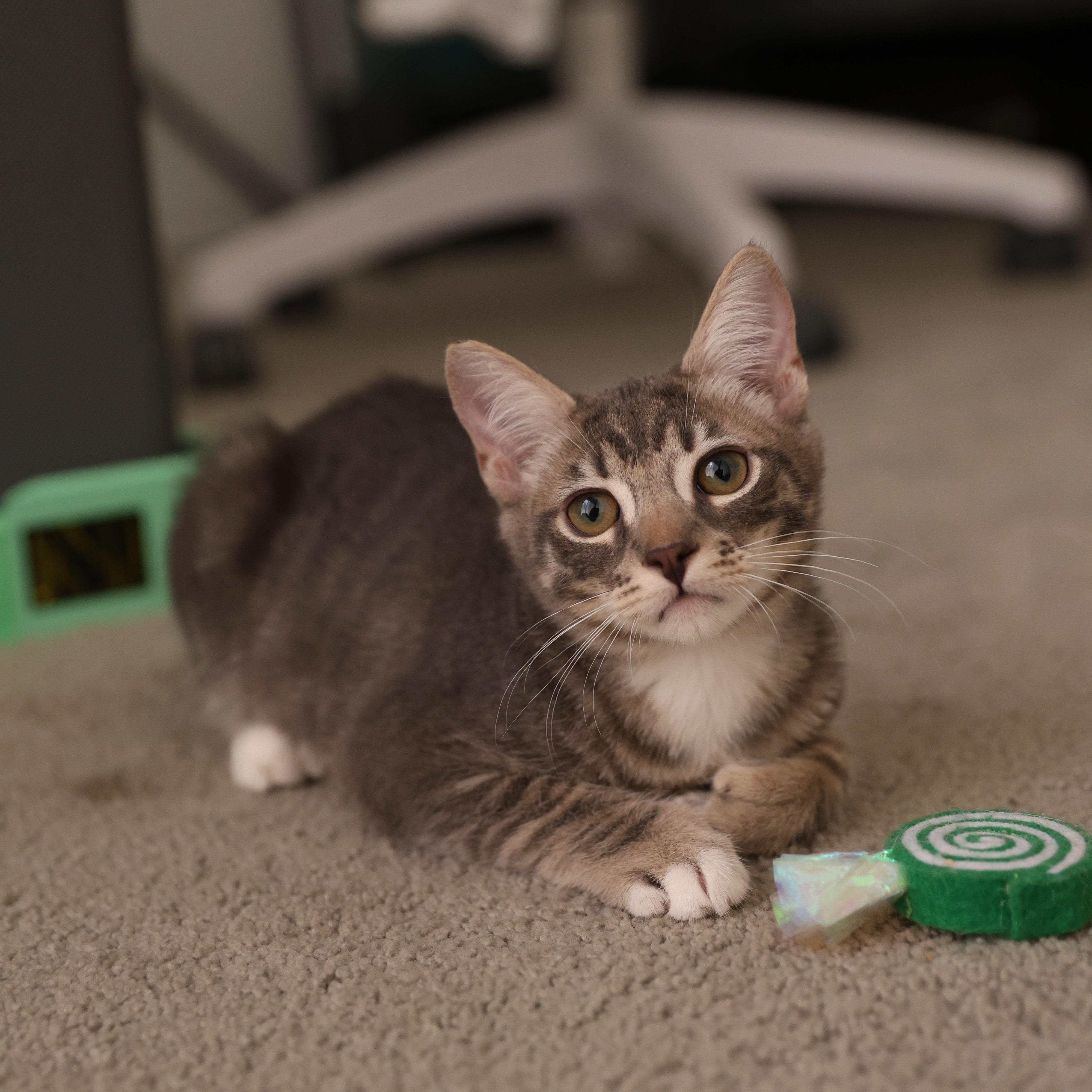 Enlarge Sprout, an adopted Domestic Short Hair in La Quinta, CA image 5/6