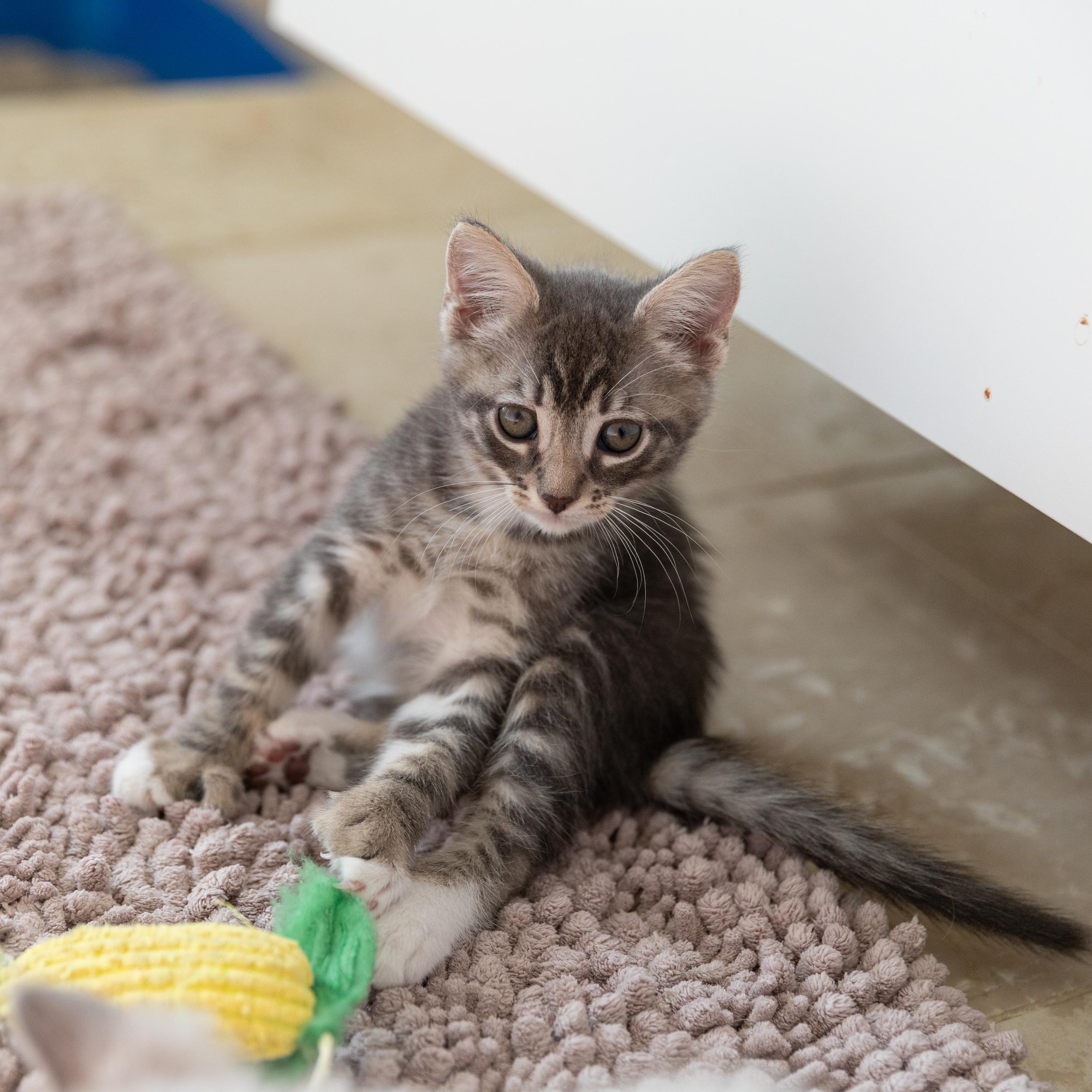 Enlarge Sprout, an adopted Domestic Short Hair in La Quinta, CA image 3/6