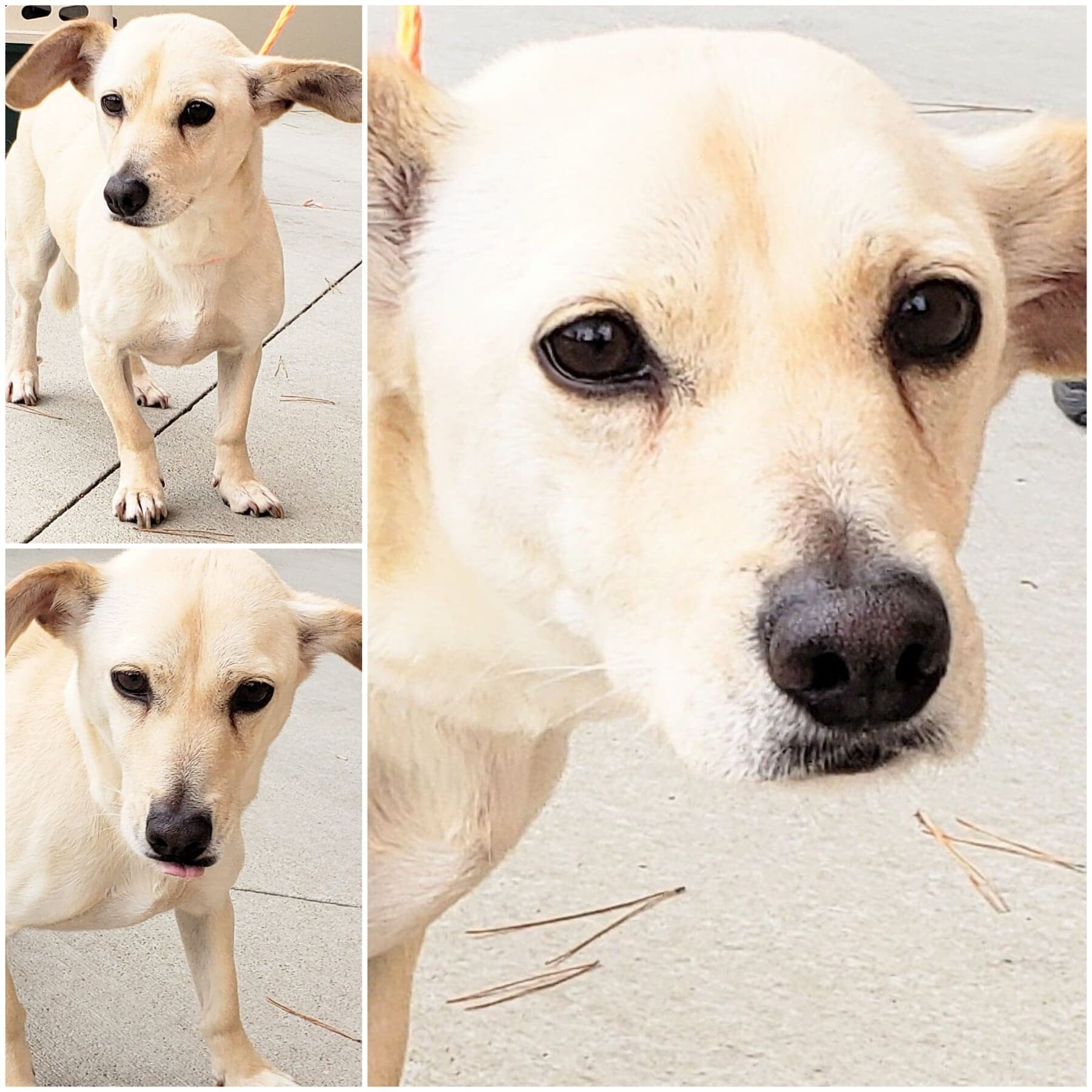 Enlarge Sam, a Adoptable mixed breed in Anchorage, AK image 1/1