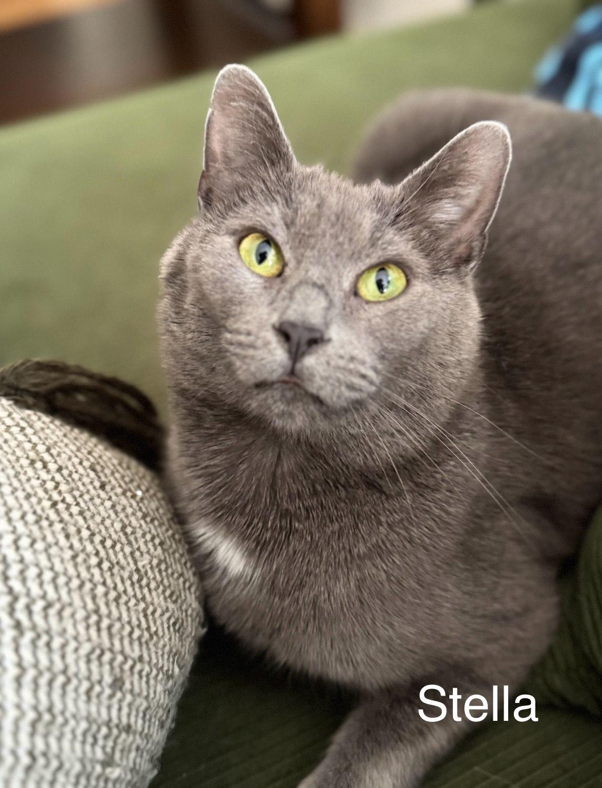 Enlarge Stella, a ADOPTABLE Domestic Short Hair in North Haven, CT image 1/1