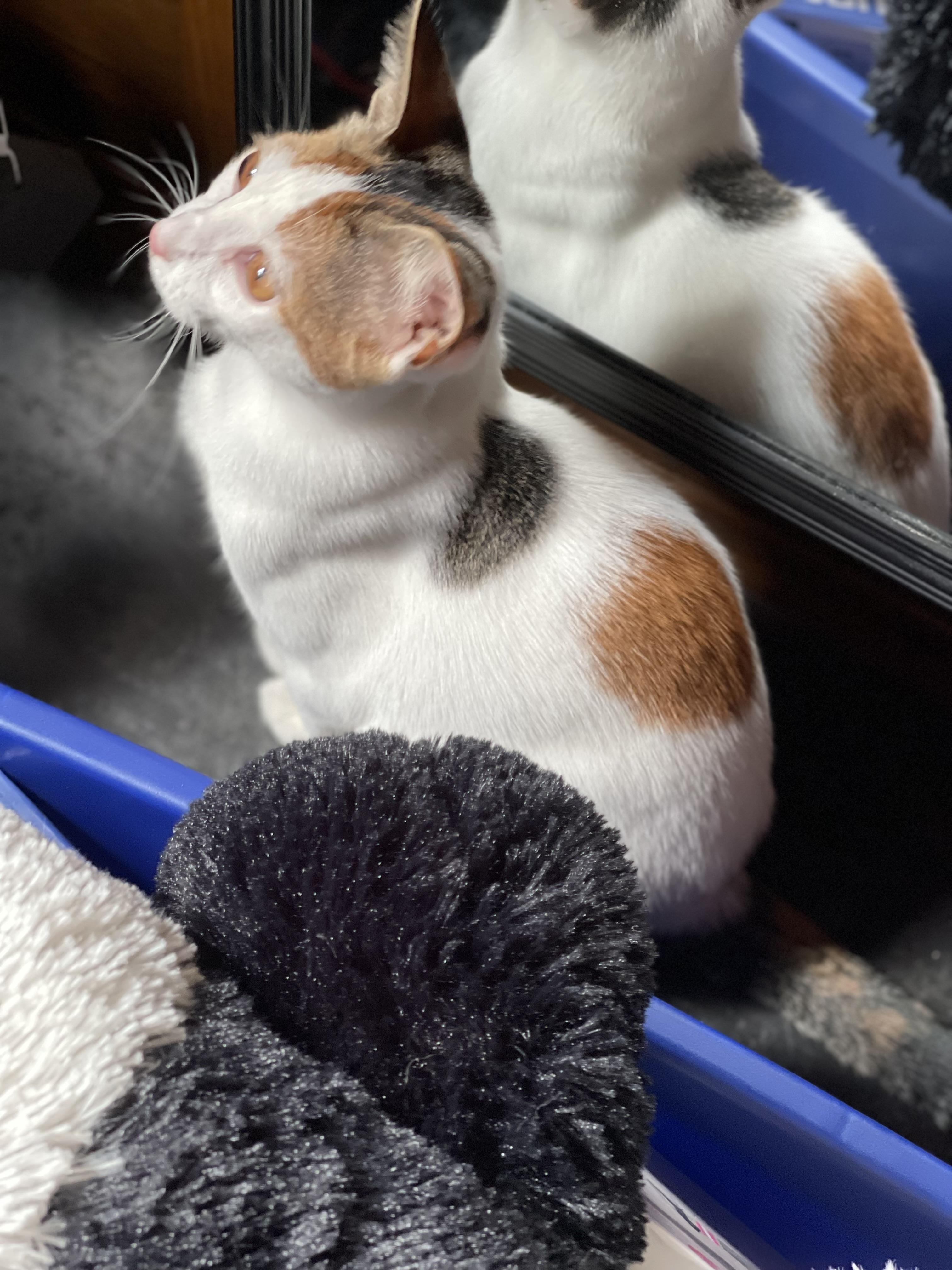 Dottie