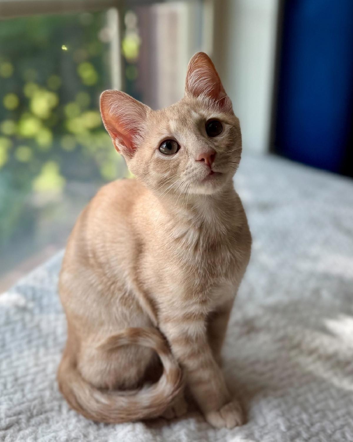 Astro