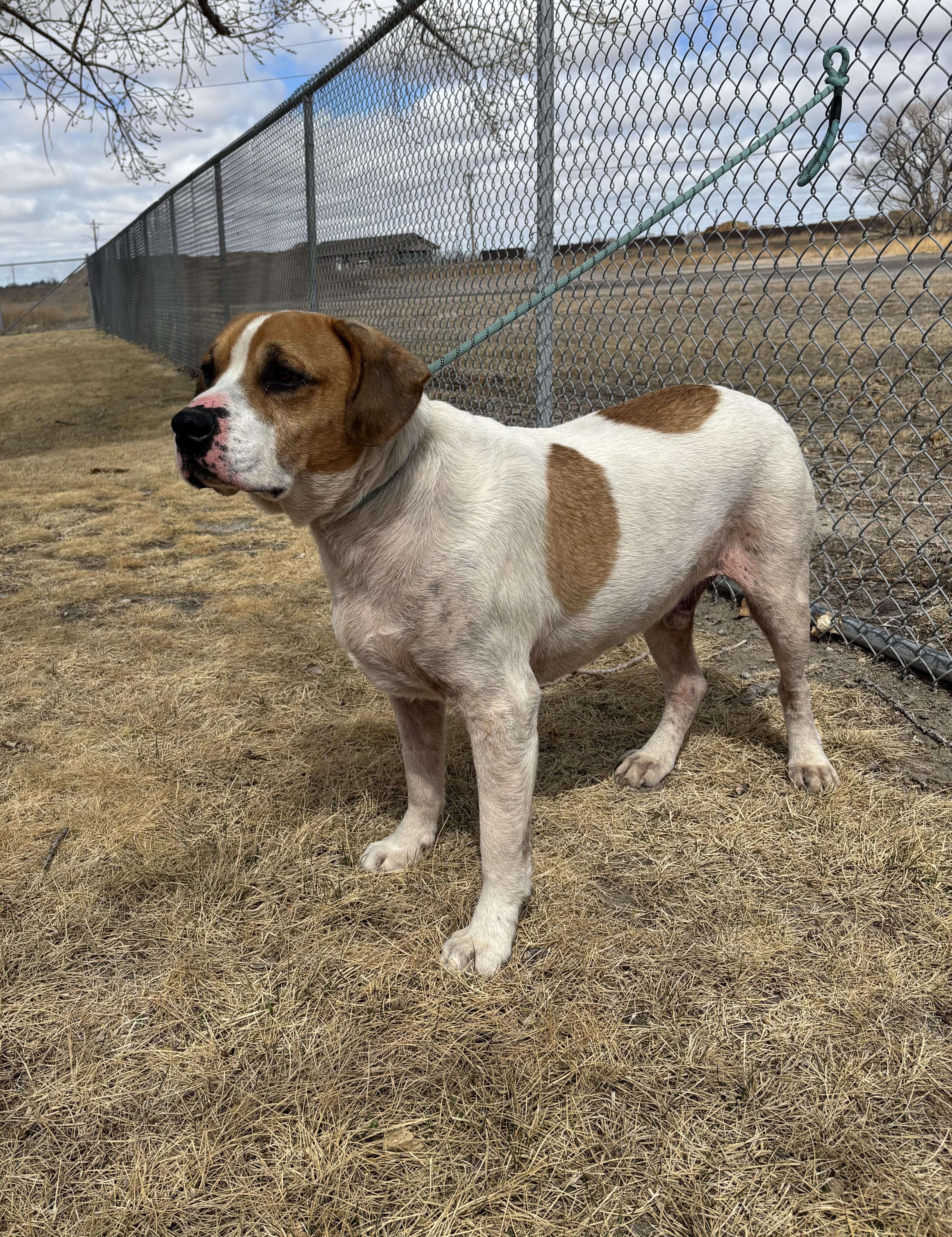 Enlarge Chip, a ADOPTABLE mixed breed in Torrington, WY image 2/3