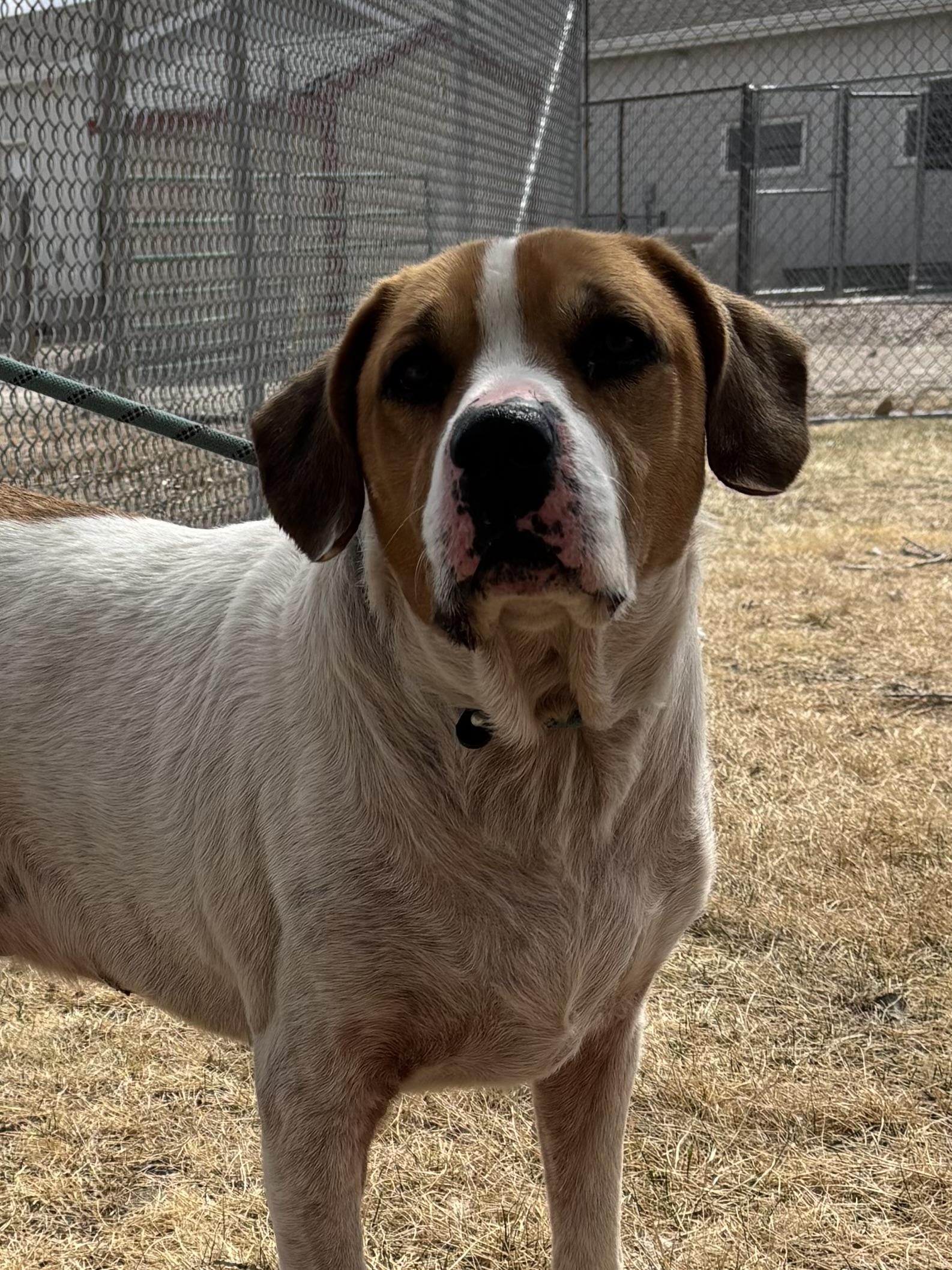 Enlarge Chip, a ADOPTABLE mixed breed in Torrington, WY image 1/3
