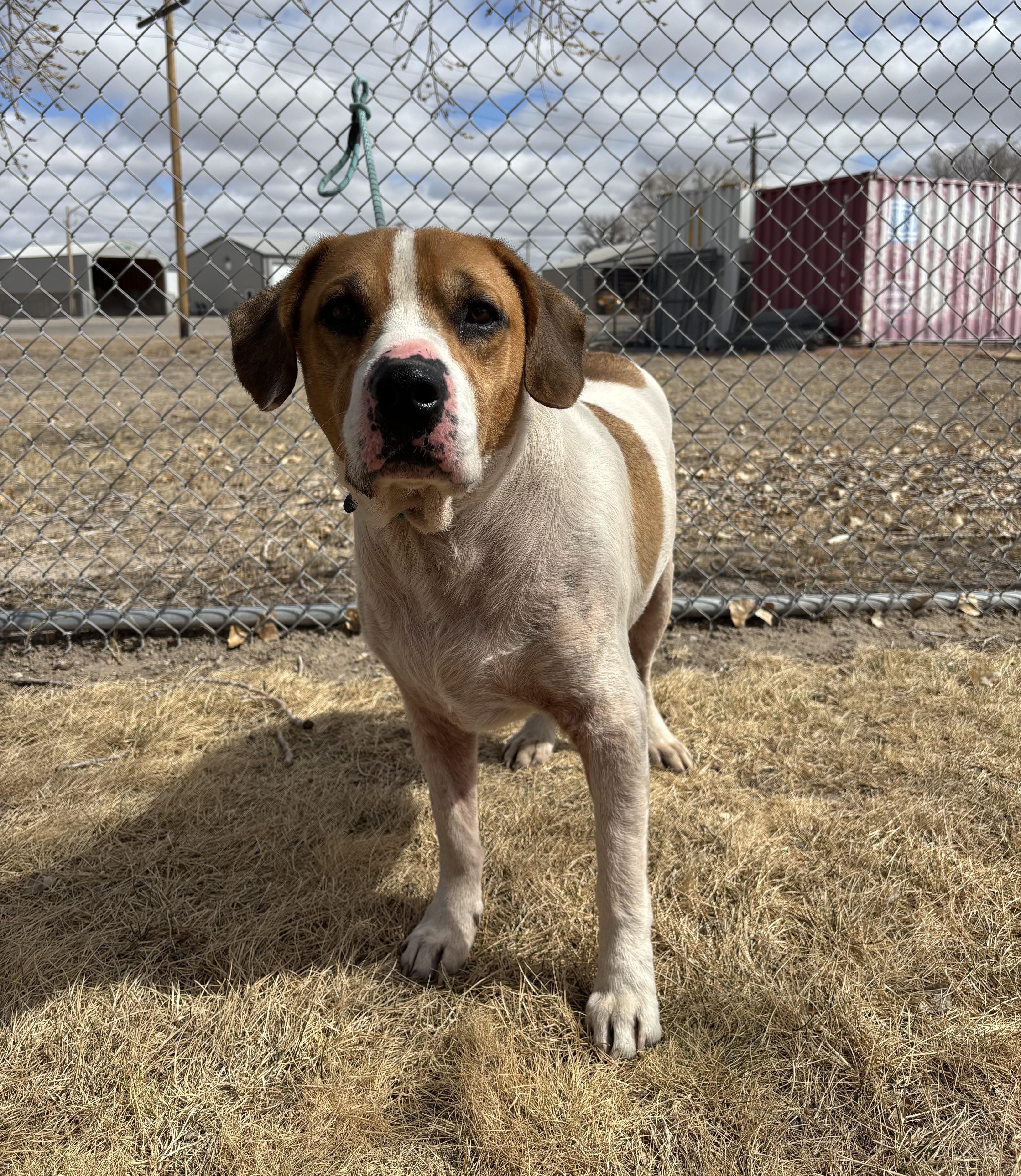 Enlarge Chip, a ADOPTABLE mixed breed in Torrington, WY image 3/3