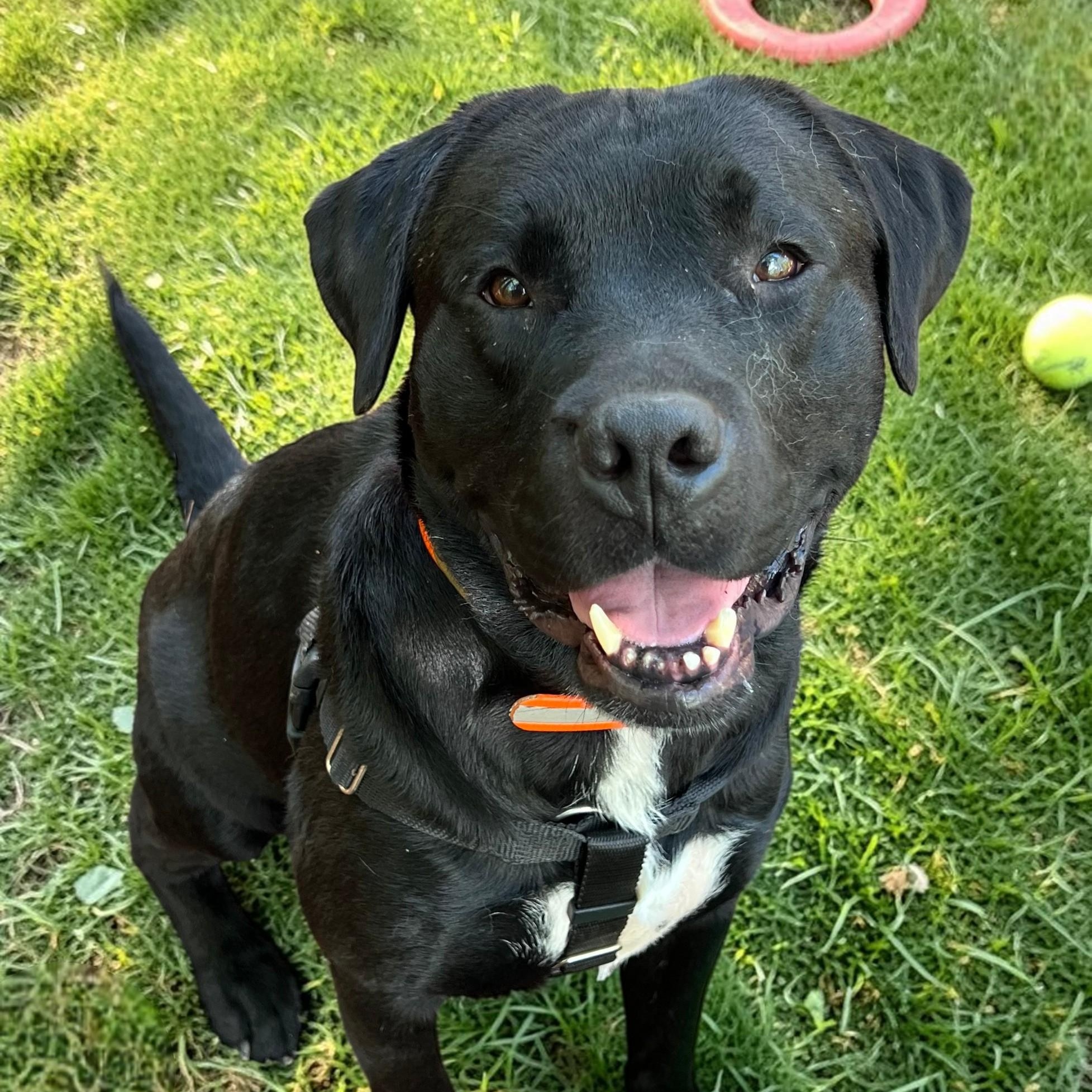 Perry , a ADOPTABLE mixed breed in Cedar Mountain, NC image 1/6