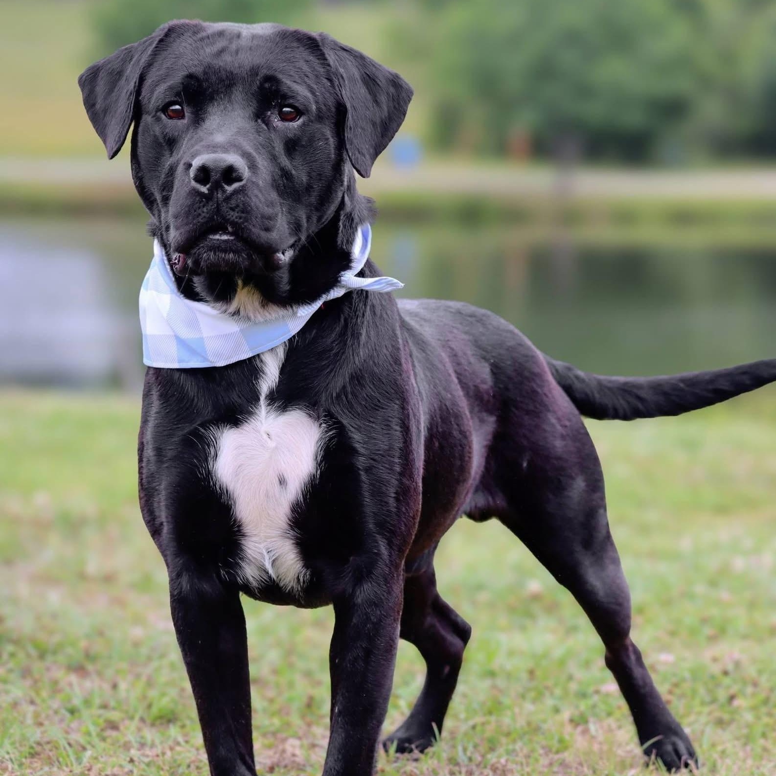 Perry , a ADOPTABLE mixed breed in Cedar Mountain, NC image 3/6