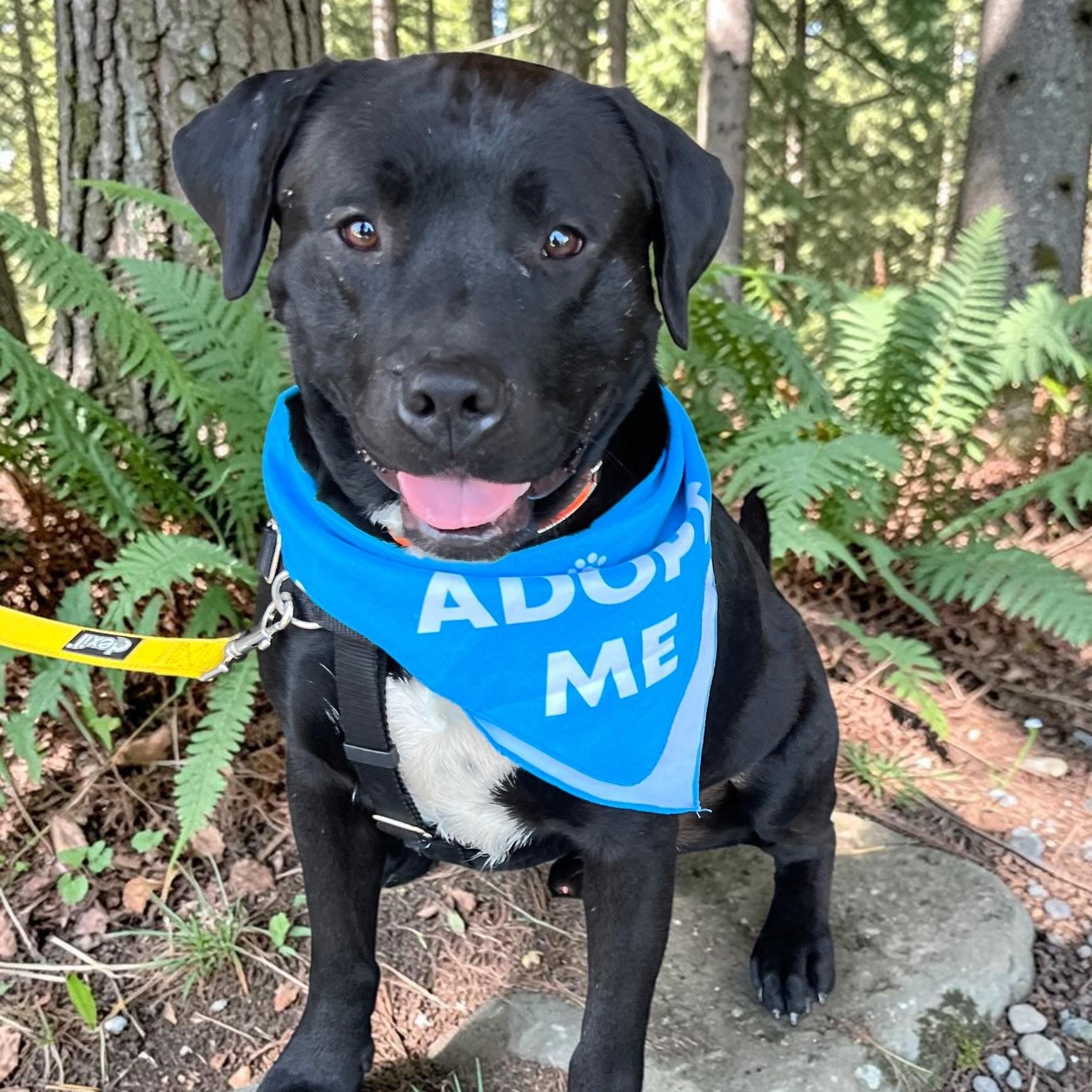 Perry , a ADOPTABLE mixed breed in Cedar Mountain, NC image 2/6