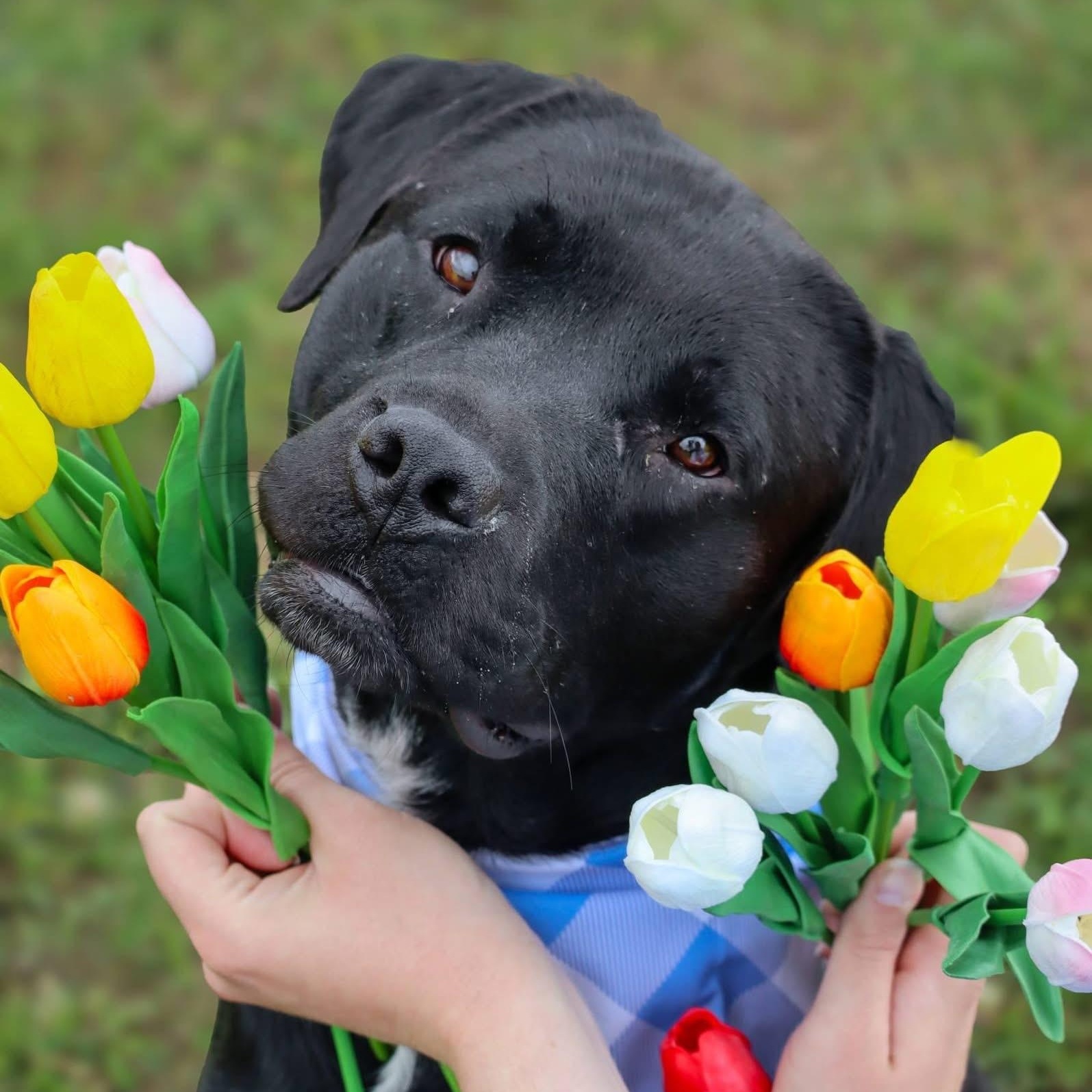 Perry , ADOPTABLE, Adult Male Labrador Retriever.