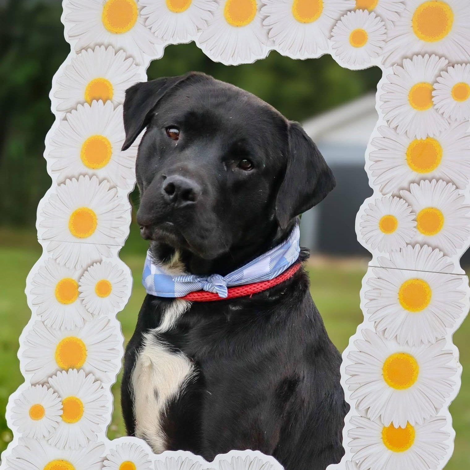 Perry , a ADOPTABLE mixed breed in Cedar Mountain, NC image 6/6