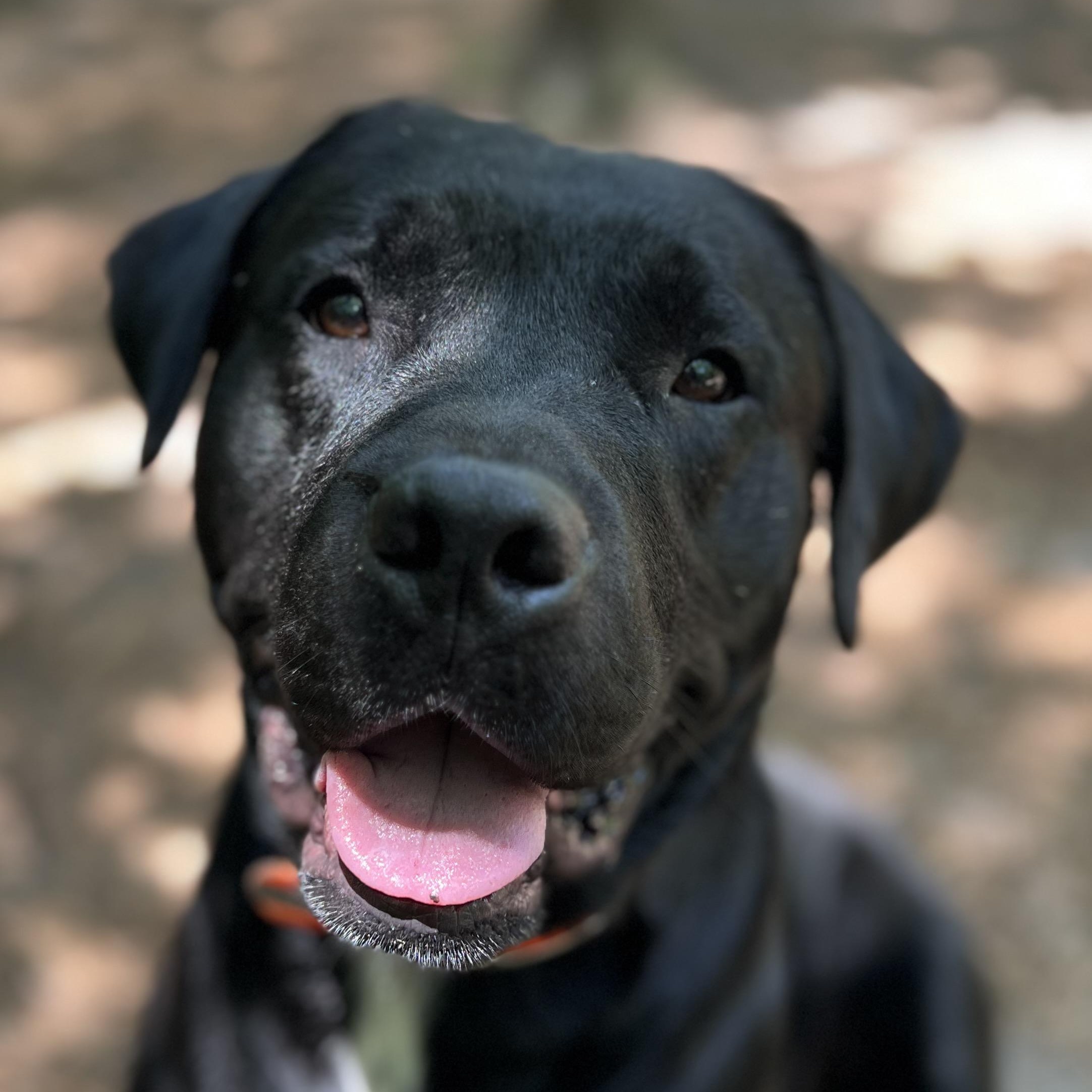 Perry , an adopted mixed breed in Cedar Mountain, NC image 3/6