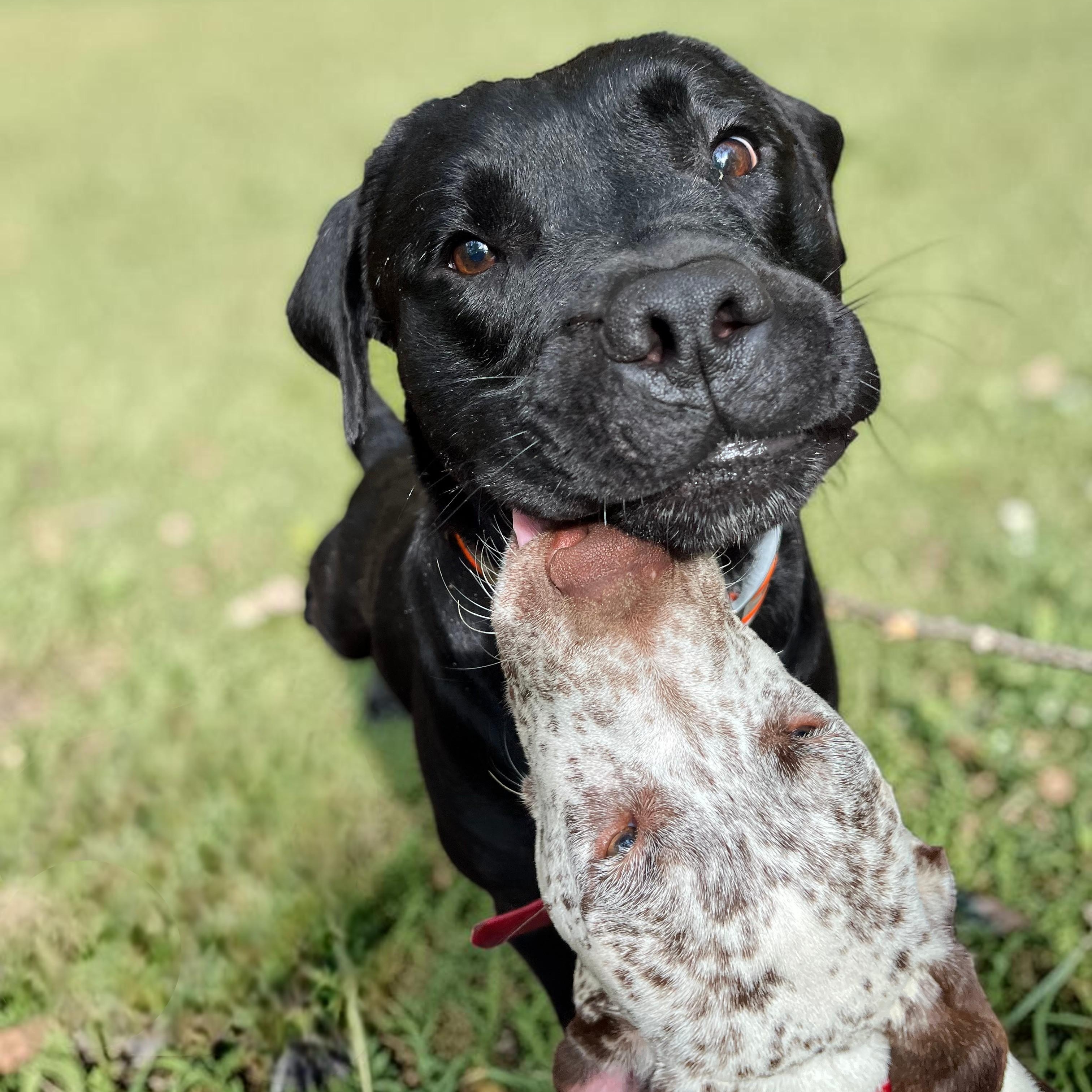 Perry , an adopted mixed breed in Cedar Mountain, NC image 2/6