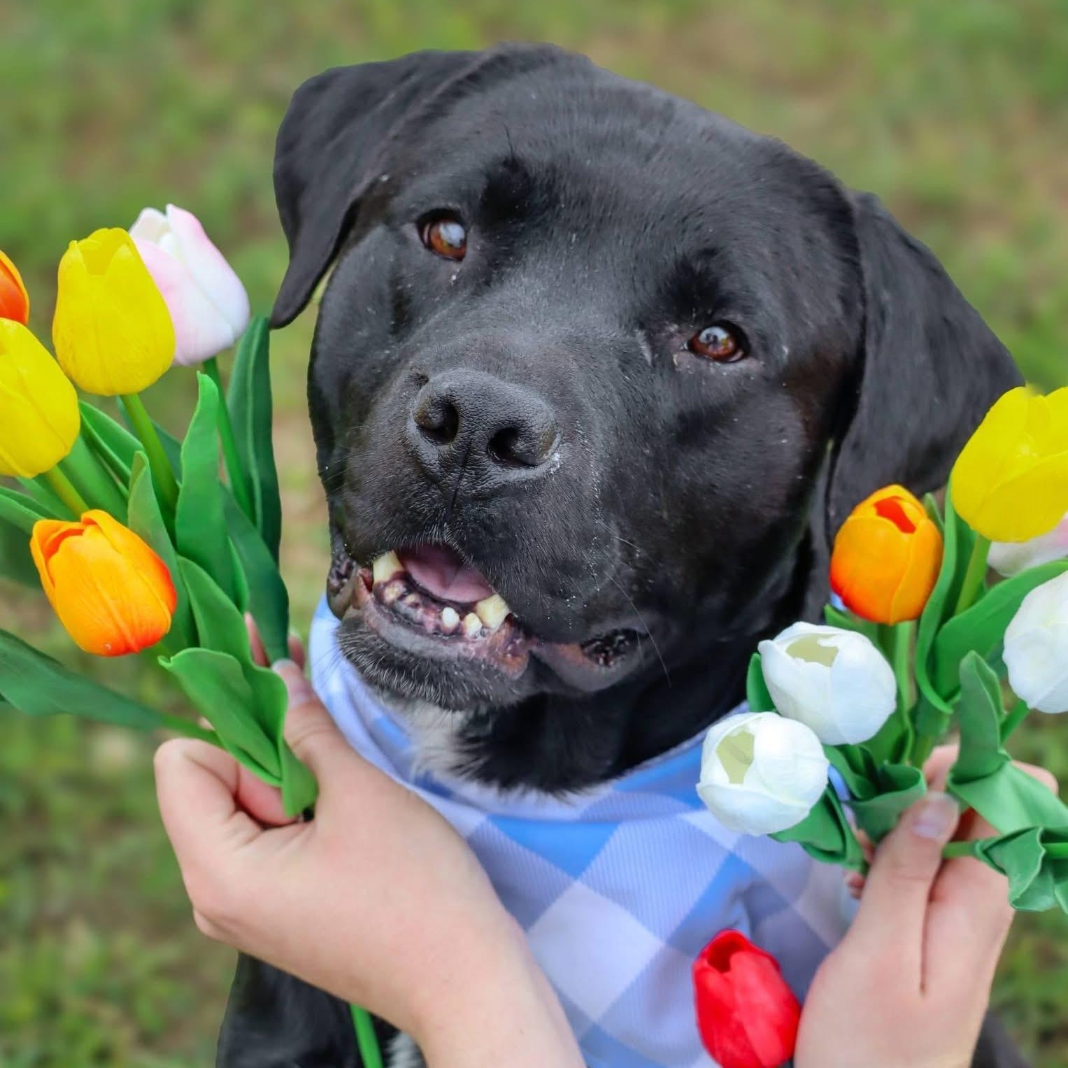 Perry , a ADOPTABLE mixed breed in Cedar Mountain, NC image 5/6